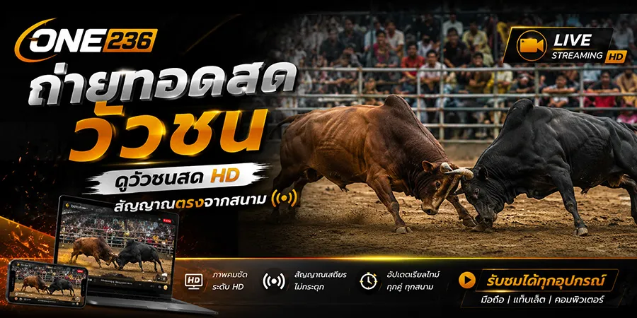 ถ่ายทอดสดวัวชน ดูวัวชนสด HD สัญญาณตรงจากสนาม