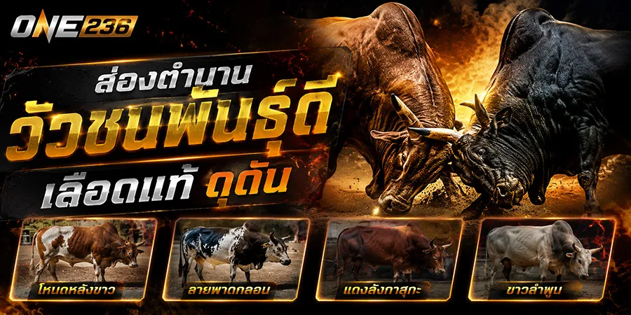 สายพันธุ์วัวชน ส่องตำนานวัวชนพันธุ์ดี เลือดแท้ ดุดัน