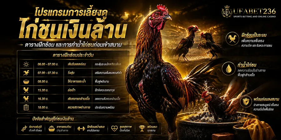 ไก่ชนเงินล้าน ตารางฝึกซ้อม และการทำน้ำไก่ชน